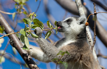 Obraz premium Famous Madagascar Maki lemur, Ring tailed lemur, eating