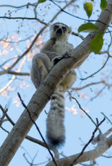 Famous Madagascar Maki lemur, Ring tailed lemur.