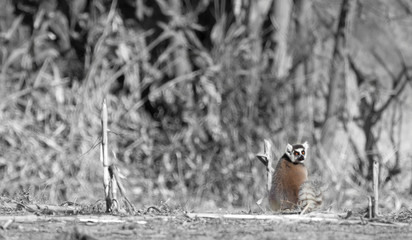 Famous Madagascar Maki lemur, Ring tailed lemur.