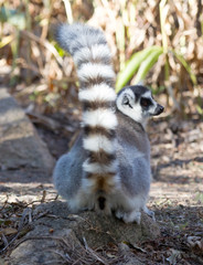 Famous Madagascar Maki lemur, Ring tailed lemur.