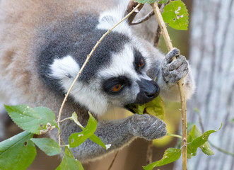Famous Madagascar Maki lemur, Ring tailed lemur, eating