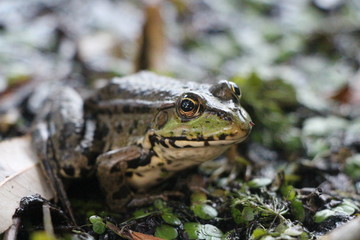 frog in the pond
