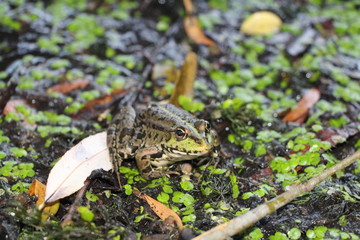 frog in the grass