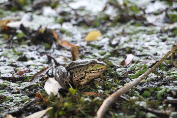 green frog in the swamp