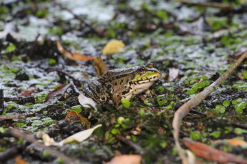 lizard on the grass