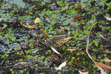 green frog in the swamp