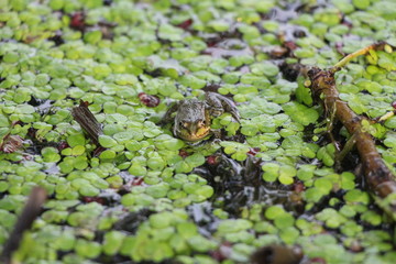 green frog in the swamp