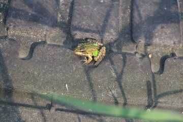 frog on the wall