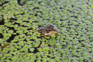 green frog on the leaf