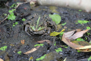 green plant growing in soil
