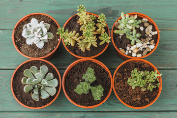 multiple succulents in small  pots on a wooden table