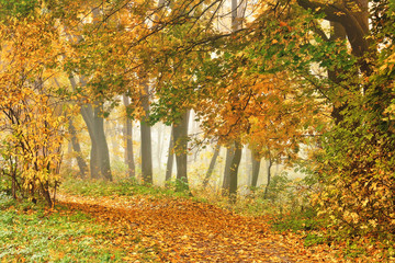 Fototapeta na wymiar Path in the autumn park, beautiful fall season foggy landscape