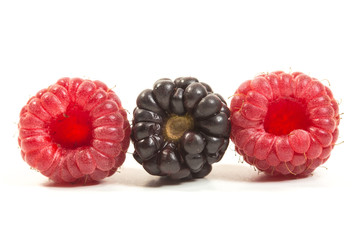 Two fresh ripe raspberries and blackberry on white