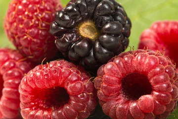 Close up of fresh ripe raspberries and blackberry