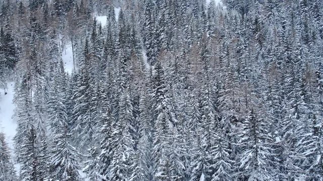 Christmas day cinematic aerial shot in a frozen landscape. Wide angle drone shot flying over a pine forest covered with snow