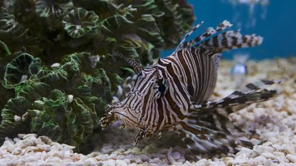 Video 4k of Lionfish (Pterois volitans) in water