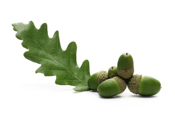 Green acorns with foliage isolated on white background