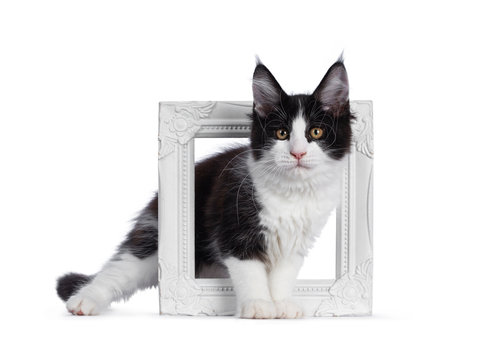 Cute black and white solid bicolor masked Maine Coon cat kitten, standing side ways through photo frame. Looking straight in lens with curious eyes. Isolated on white background.