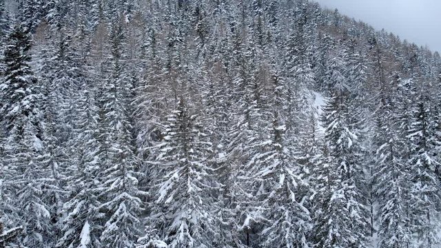 4K Winter season mountain forest wide angle aerial shot. Camera flying over the trees on a cloudy day