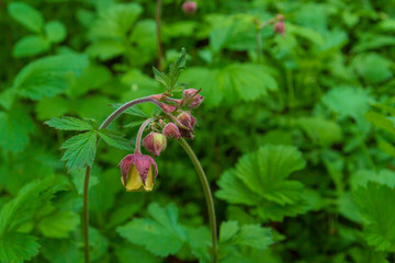 Flowers grow in the spring in the forest