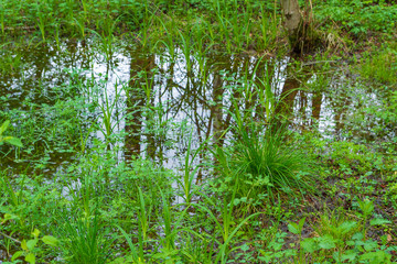 Swamp in the forest in early spring in the green grass