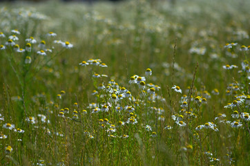 Glade of wild daisies during late summer