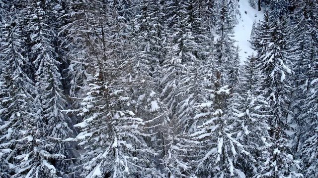 4K Winter season aerial drone shot in a pine forest. Cinematic camera movement with camera tilting down