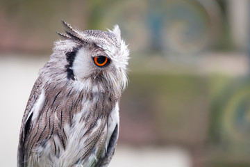 Wild owl photographed in England