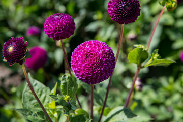 A pink pompom dahlia