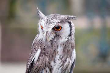 Wild owl photographed in England