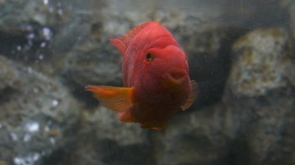 Video 4k of red blood parrot fish in water