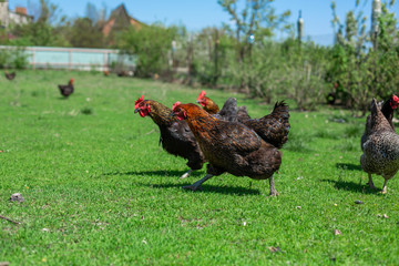 rooster and chickens graze on green grass. Livestock in the village