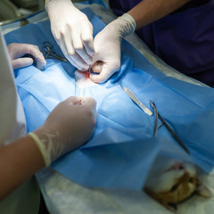 Vet doing the operation for sterilization. The cat on the operating table in a veterinary clinic. Cat in a veterinary surgery.