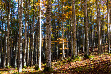 Obraz premium The plateau of Cansiglio