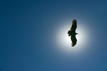 Fototapeta na wymiar condor flying in the sky