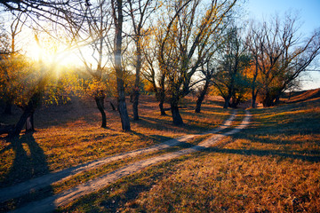 ground road and beautiful trees in the autumn forest,bright sunlight with shadows at sunset