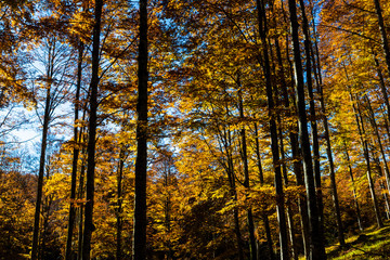 Fototapeta premium The plateau of Cansiglio