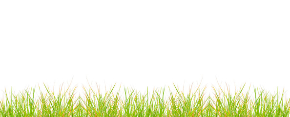 Obraz premium Green grass isolated on white