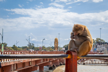 Monkey eating food on bridge in haridwar