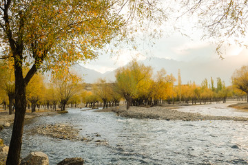 River flowing through colorful foliage grove in autumn season against Karakoram mountain range. Landscape freshness scenery with clean air in Skardu. Gilgit Baltistan, Pakistan.