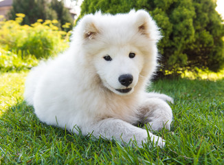 White Samoyed puppy dog smiles muzzle in the garden on the green grass