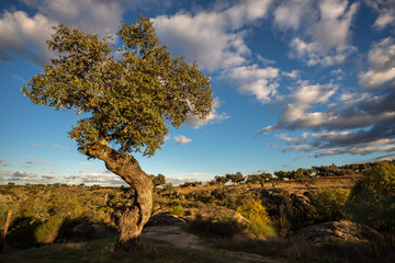 Fototapeta na wymiar landscape with holm oaks in the natural park of conrnalvo. Extremadura, Spain