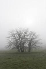 Obraz na płótnie Canvas Tree silhouette among the fog in the Cornnalvo Natural Park, Extremadura, Spain