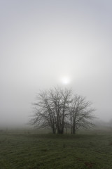 Tree silhouette among the fog in the Cornnalvo Natural Park, Extremadura, Spain
