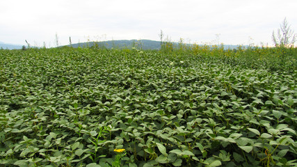 Fototapeta na wymiar large field of green soybeans