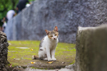A brown and white cat That is looking at the camera