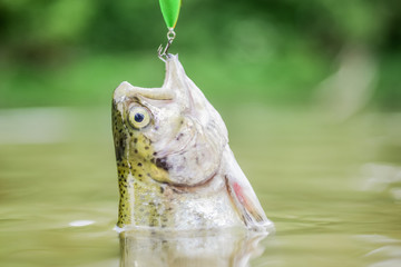 trout bait. catch fish. fall into the trap. fishing on lake. Good catch. hobby and sport activity....