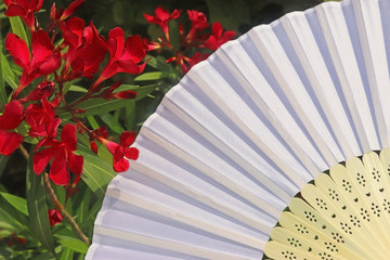 white hand fan beside red oleander blossoms