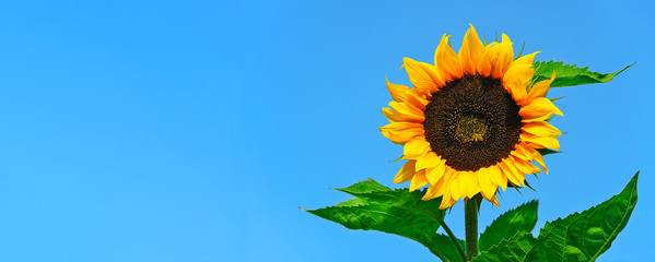 Summer advertisement banner template - beautiful blooming sunflower with bee on a blue sky background ( copy space)