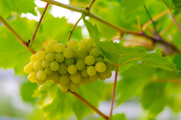 Grape.Bunch of ripe white grapes on a branch.